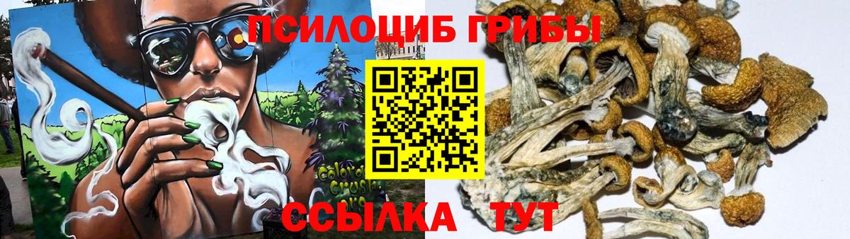 Славгород  Псилоцибиновые грибы Psilocybe  Вход с VPN 